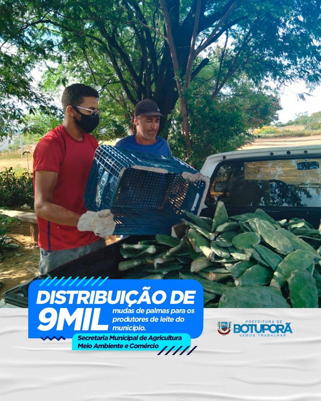 DISTRIBUIÇÃO DE 9 MIL MUDAS DE PALMAS 🚚 🐄🌿